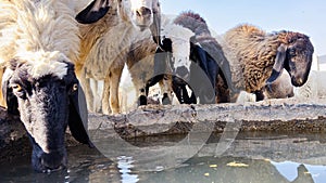 Sheep drinking water on sunny day in the field