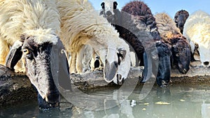 Sheep drinking water on sunny day in the field