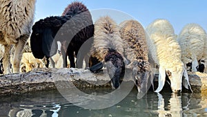 Sheep drinking water on sunny day in the field