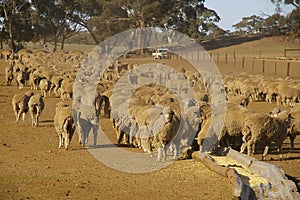 Sheep in Drought