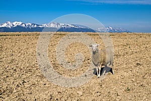 Sheep on dry soil