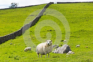 Sheep and dry stone wall in Yorkshire Dales England UK