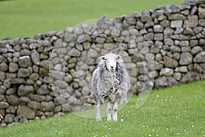 Sheep in Dunnerdale