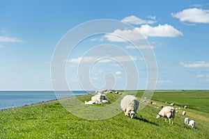 Sheep at the Dutch