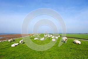 with sheep at Dutch Ameland