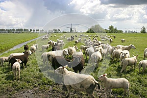 Sheep in dutch landscape photo