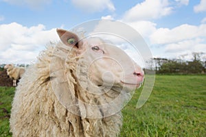 Sheep at Dutch wadden island Terschelling photo