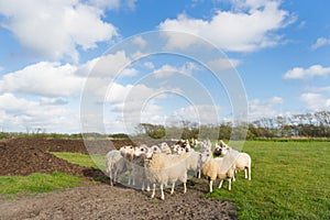 Sheep at Dutch wadden island Terschelling photo