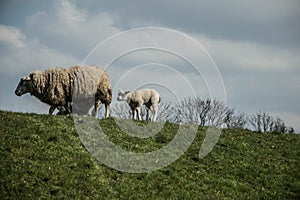 Sheep on the dyk