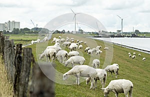 Sheep on a dyke in front of a canal and windmills