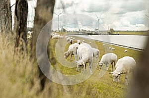 Sheep on a dyke in front of a canal and windmills