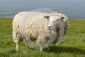 Sheep at the dyke in The Netherlands in springtime photo