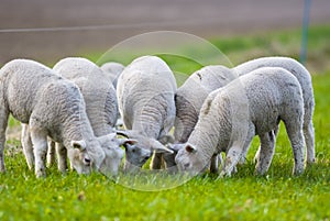 Sheep in the early morning light