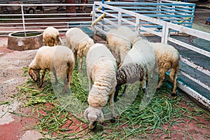 sheep eat grass
