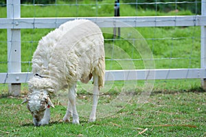 Sheep eat grass