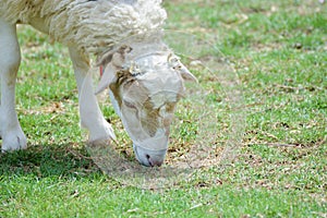 Sheep eat grass