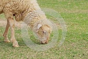 Sheep eat grass.
