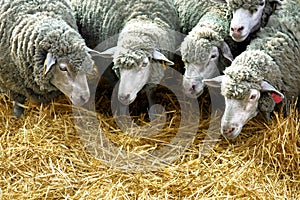 Sheep eat straw