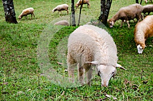 Oveja es un comió césped en agricultura 