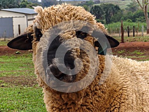 Sheep eatin on pasture brazilian farm