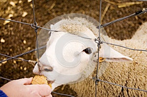 Sheep Eating photo