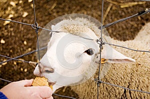 Sheep Eating