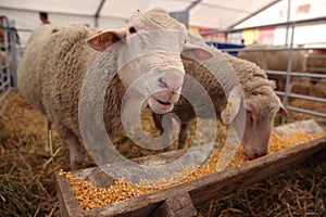 Sheep eating corn grains photo