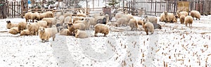 Sheep eating dry corn in winter day