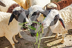 Sheep eating grass