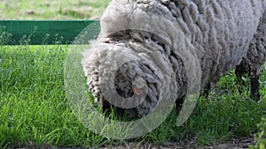 Sheep eating grass