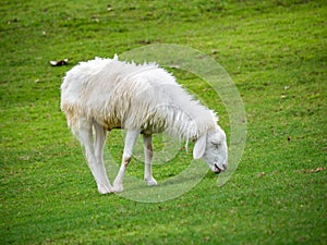 Sheep Eating Grass