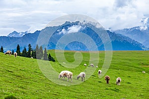 Sheep eating grass