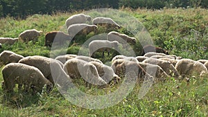 Sheep eating grass