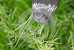 Sheep eating grass