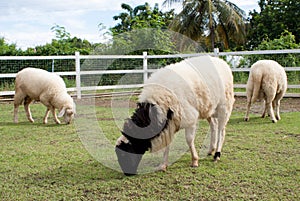 Sheep eating grass