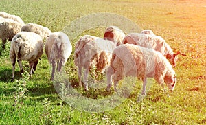 Sheep eating grass