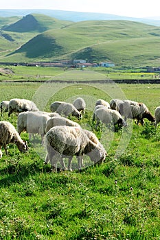 Sheep eating grass