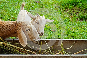 Sheep eating grass.