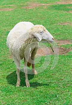 Sheep eating grass