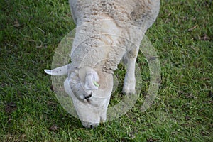 Sheep Eating Grass