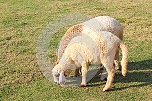 Sheep eating grass