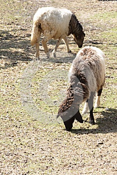 Sheep eating grass on the farm