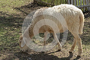 Sheep eating grass on the farm