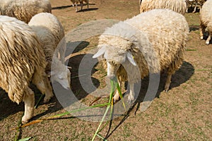 Sheep eating grass in the farm