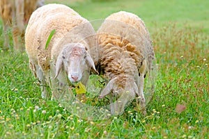Sheep eating grass on the farm