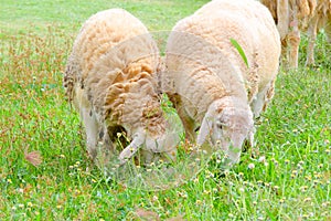 Sheep eating grass on the farm