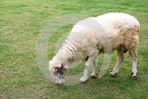Sheep eating grass at a farm. Sheep grazing in grass
