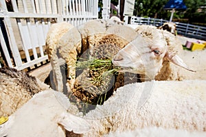 Sheep eating grass in the farm ,Thailand