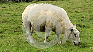 Sheep Eating Grass On Farmland In England