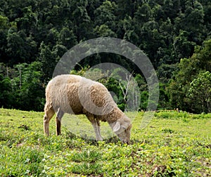 Sheep eating grass in the field